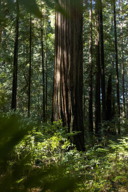 istock A large tree in a forest with sunlight shining through the leaves 2148198929