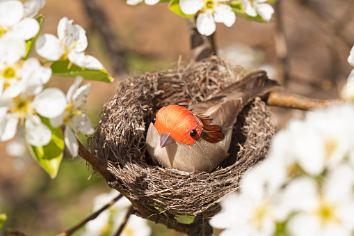 Sparrow bird surrounded by pear blossoms