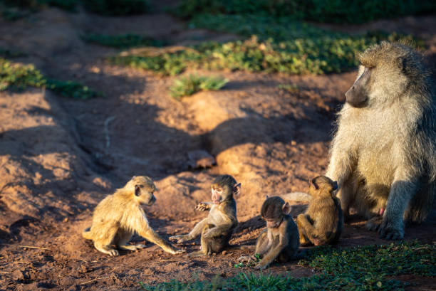 istock Olive baboon in naivasha kenya 2148198980