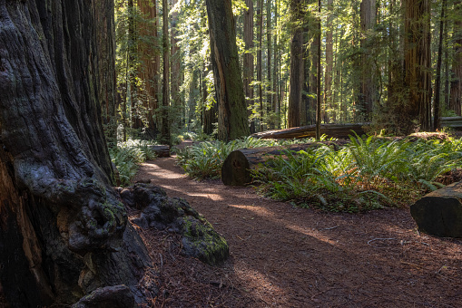 A path in a forest with a large tree in the foreground. The path is lined with logs and rocks