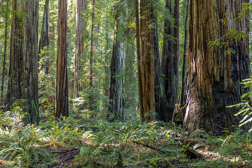 A forest with a large tree in the middle. The tree has a lot of bark missing. The forest is full of trees and plants