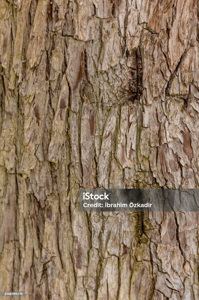 Bark Pattern Work Bark Pattern Is Seamless Texture From Tree Stock Photo - Download Image ...