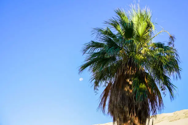 California fan palm in front of the moon during the day