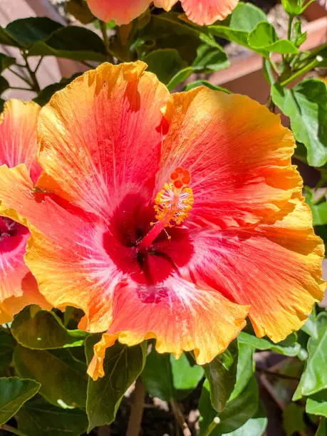 Large red and yellow hibiscus bloom in the garden