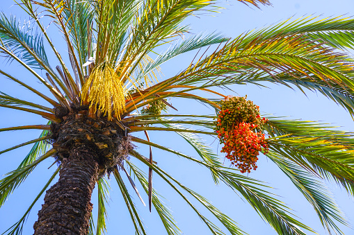 Sabal palm tree with fruit