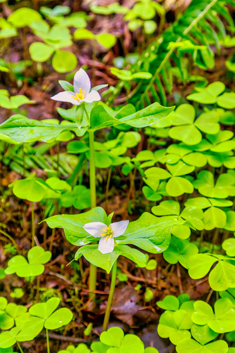 Trillium wildflowers in the forest with oxalis