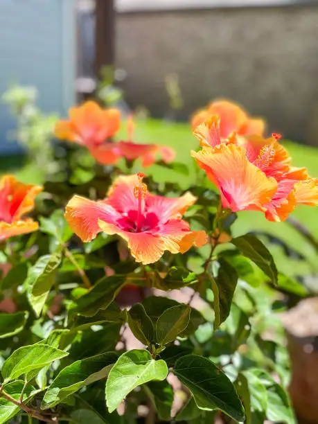 Multiple red and yellow hibiscus blooms in the garden