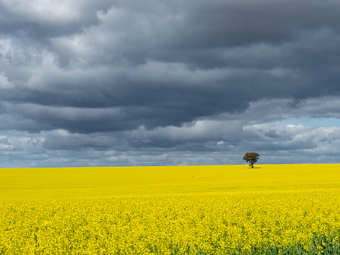 Canola fields with single tree in rural Victoria