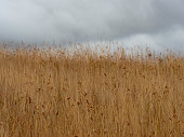 Abstract long brown grass against gray storm cloud
