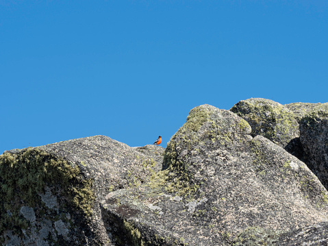Flame robin on granite rocks