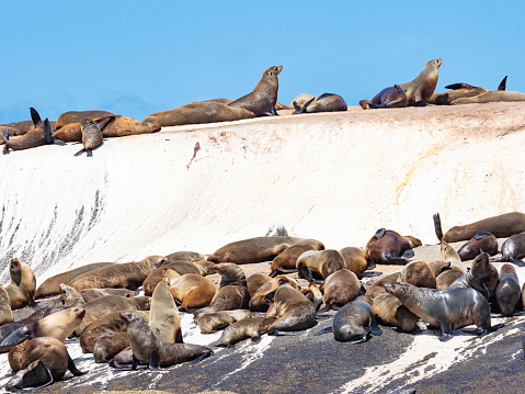 Australian fur seals on rocks at Wilsons Promontory