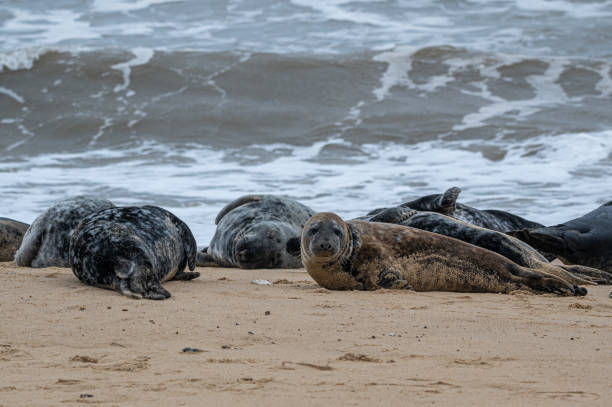 istock Grey seals, Halichoerus grypus, resting on sand beach, UK 2148201972