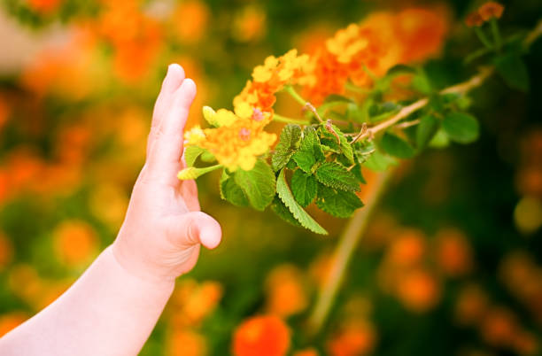 Сhild's hand and orange flowers