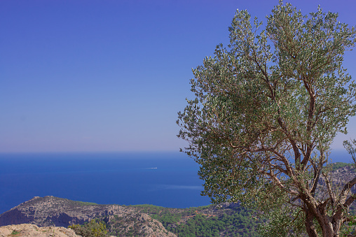 Landscape of a tree on a mountain against the background of the sea