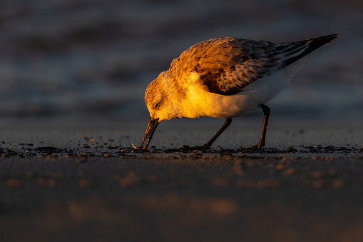 A sanderling feeds in the sand at sunset on the shore.