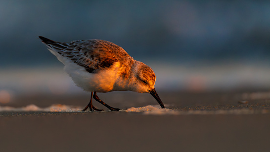 A sanderling feeds in the sand at sunset on the shore with waves in the background.