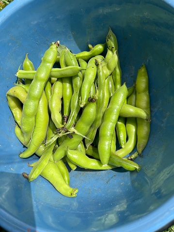 Spring crop of Fava Beans in home garden