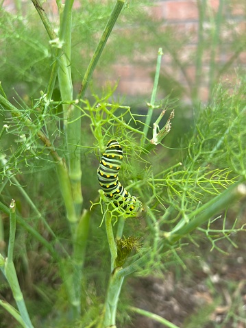 Fennel plant with black Swallowtail caterpillars eating leaves