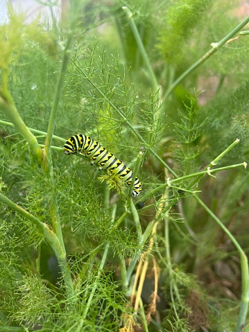 Fennel plant with black Swallowtail caterpillars eating leaves