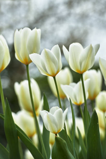 istock White tulips in my garden 2148203604