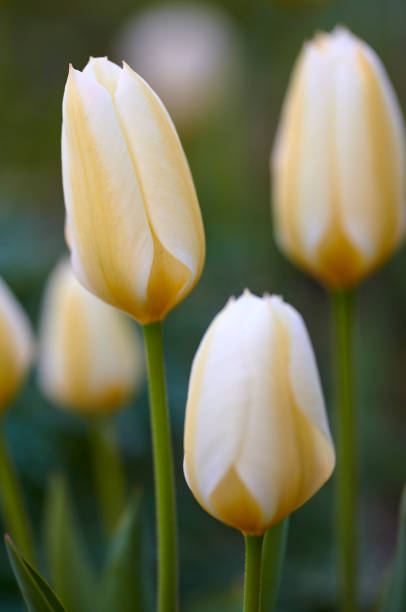 Bright tulip flower in a glass bottle on a white background. Symbol of spring and beauty. Red tulip with water drops. Vertical photo with spring flower.