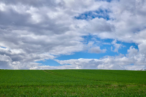 A  photo of the countryside in early summer