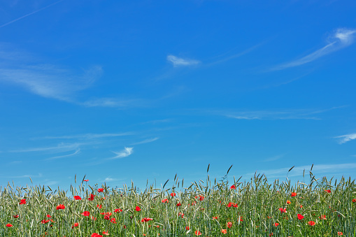 Photo of green field and blue sky in spring springtime