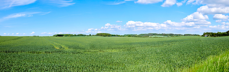 Blue sky and green fields in spring springtime Background and copy space - farmland