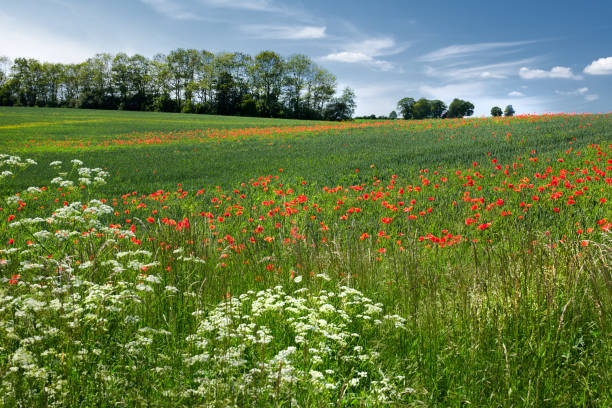istock Wheat fields with poppies in early summer 2148203956