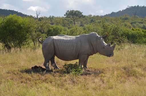 African White Rhinoceros in Kruger National Park, Mpumalanga, South Africa