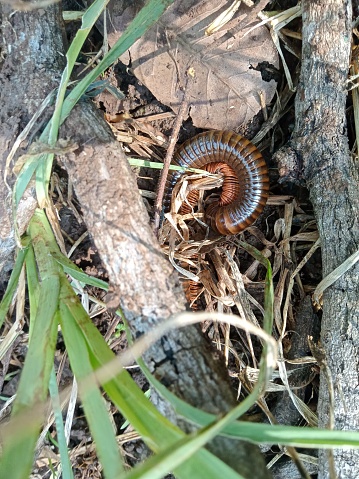 the millipede beast is hiding