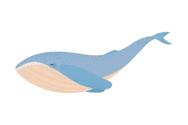 Vector illustration of blue whale isolated flat icon