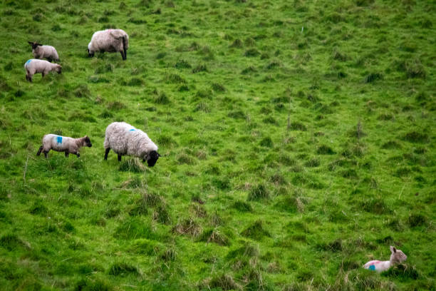 Sheep grazing at field