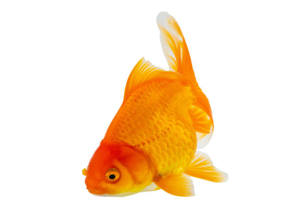 istock Oranda goldfish isolated on white background close up 2148209932