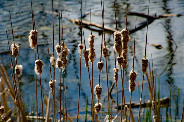 istock Little Creve Coeur Marsh - Cattails from Last Year 2148211193