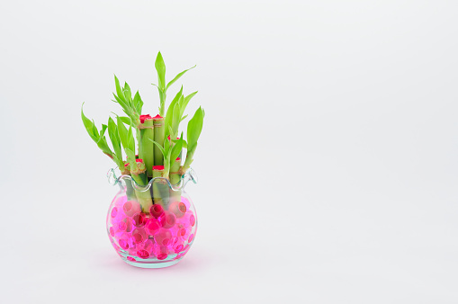 Young Bamboo Trees in a Glass Vase on White