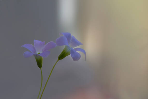Purple flowers.
