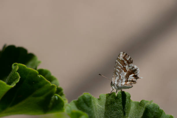 Small butterfly.