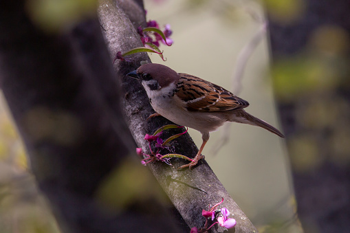 Tree sparrow.