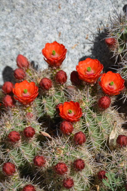 red claret cup cactus plant - claret cup imagens e fotografias de stock