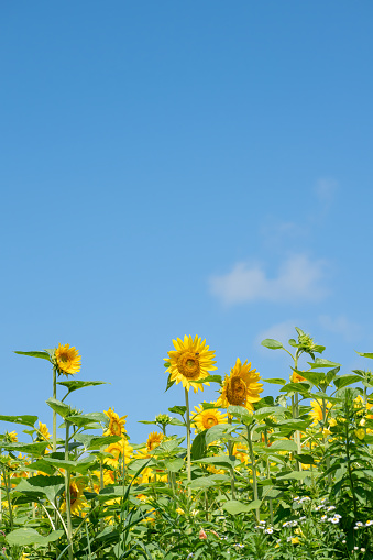 Sunflowers in full bloom against the blue sky