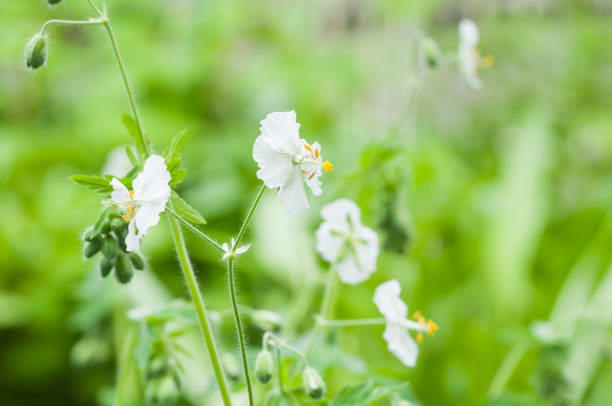 White geraniums blooming in the summer garden