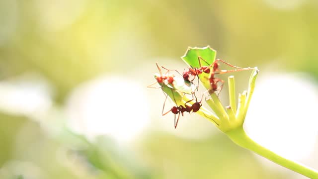 Three red ants are on a leaf