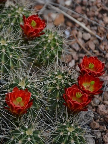 Red Blooming Claret Cup Flowers Desert Plant