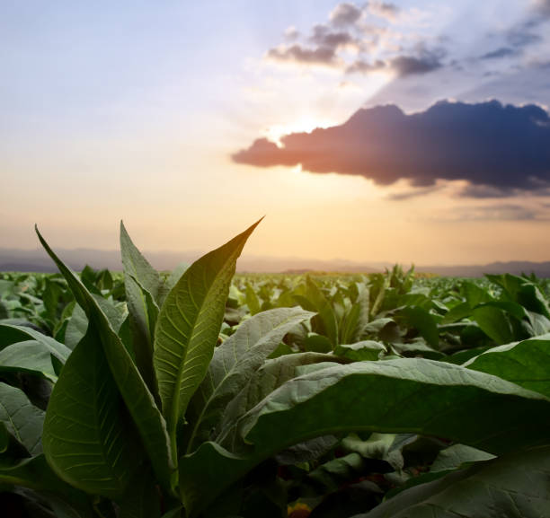 istock Tobacco Plantation 2148212941