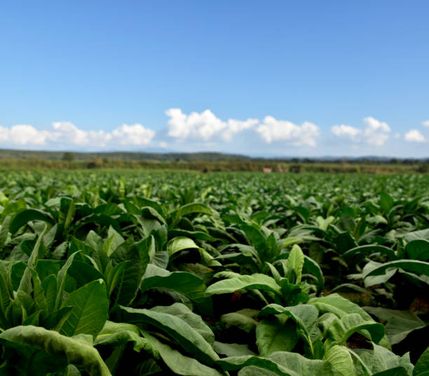 istock Tobacco Plantation 2148212943