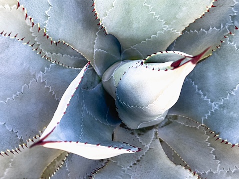 Horizontal high angle closeup photo of an Agave plant with spikes on the edges of the leaves growing in a coastal succulent garden, Noosa Heads, Sunshine Coast, Queensland.