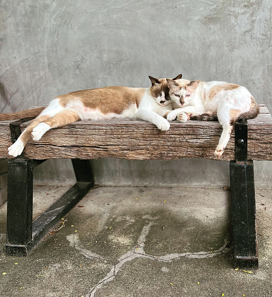 Two cats are relaxing on the bench in the afternoon.