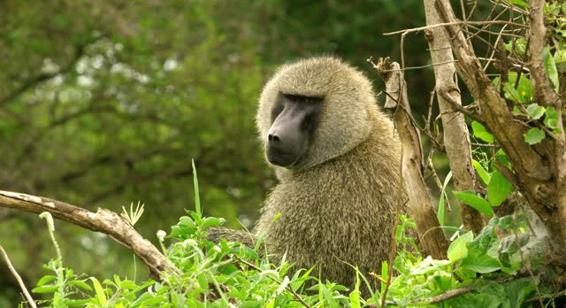 Closeup shot of a baboon sitting and trees around in Tarangire park.