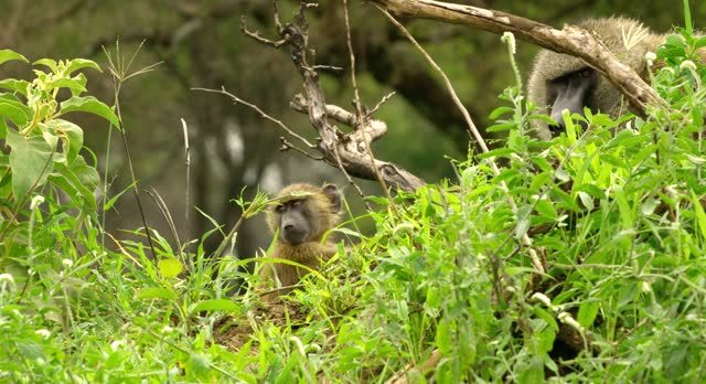 Closeup shot of a baboon mother and her baby in the woods.